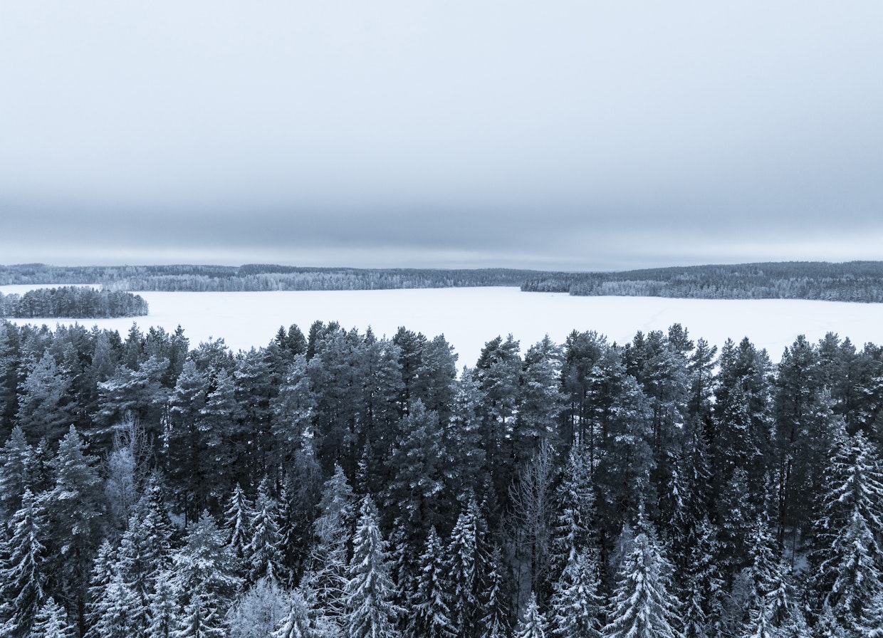 Luontopaneelin mielestä Suomen hakkuumääriä pitäisi vähentää.