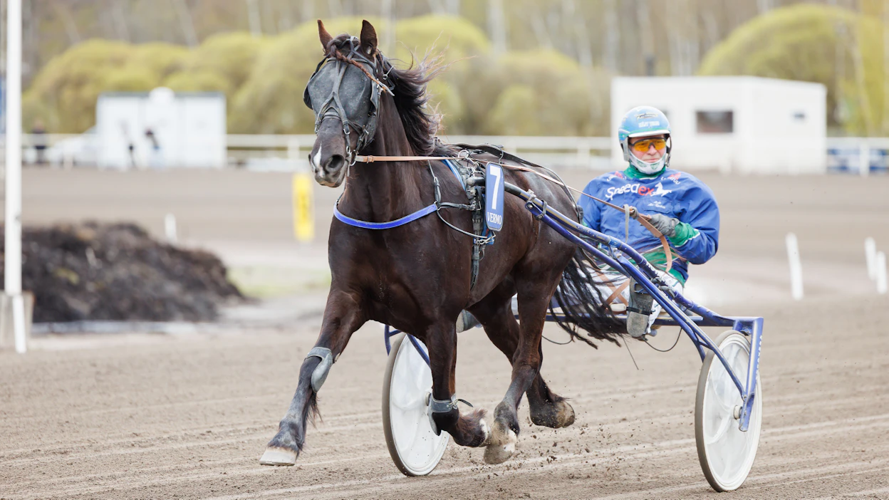Antti Ala-Rantalan Ksarilla on montésta hienot tilastot. Uransa 14 montéstartista ruuna on voittanut yhdeksän.