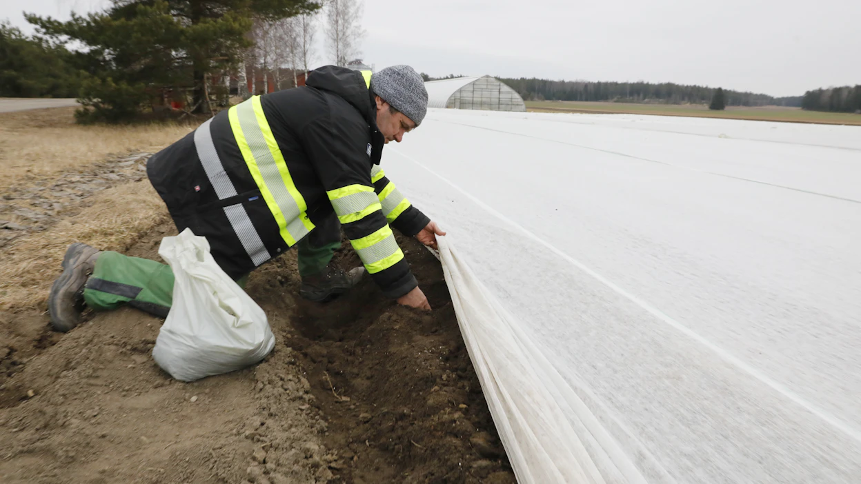 ”Tämä kahden hehtaarin sato ei vielä laarissa ole, mutta jos se päästään korjaamaan, suomalaiset saavat nauttia kotimaisesta varhaisperunasta toukokuun 25. päivän tienoilla”, kertoo Roger Lindroos.