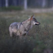 Luonnonsuojeluliitto tarkasti viitisenkymmentä poikkeuslupahakemusta susien tappamiseen. LEHTIKUVA / Jussi Nukari.