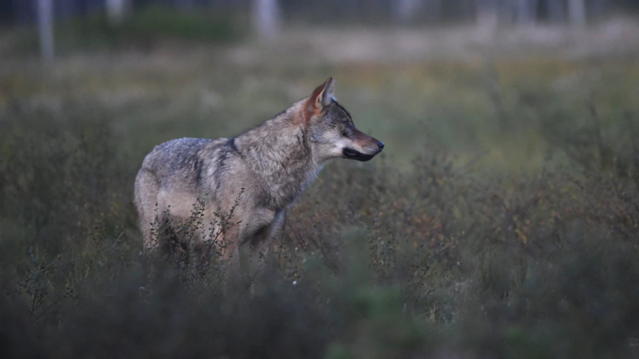 Luonnonsuojeluliitto tarkasti viitisenkymmentä poikkeuslupahakemusta susien tappamiseen. LEHTIKUVA / Jussi Nukari.