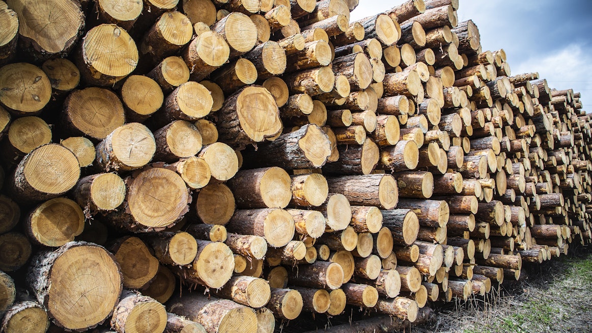 Mäntytukin keskikantohinta oli viime viikon puukaupoissa 63,18 euroa kuutiometriltä.