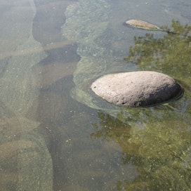 Sinilevää Köyliönjärvellä 2014. Sinilevä näkyy vedessä vihertävinä tai kellertävinä hippusina, tikkuina tai hiutaleina.