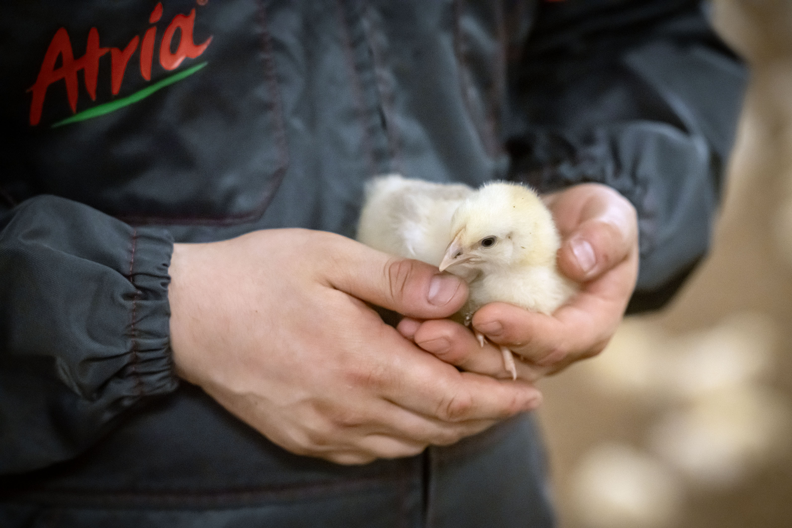 Suomalaisista raaka-aineista ja työstä kertova alkuperämerkki Hyvää Suomesta on myönnetty A-Rehun broilerirehuille. 