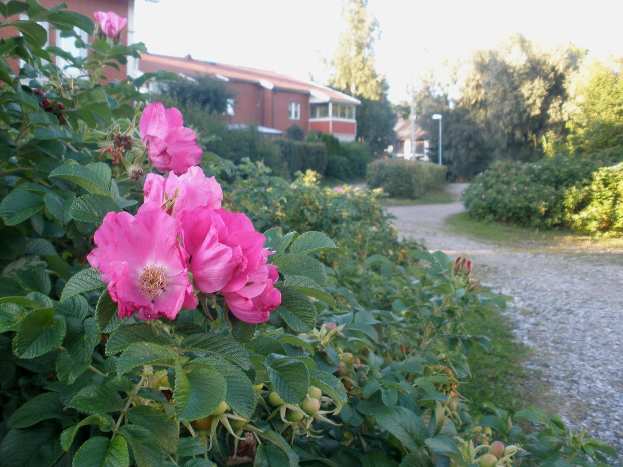 Haitallinen vieraslaji kurtturuusu on vähentänyt muidenkin ruusujen ostamista.