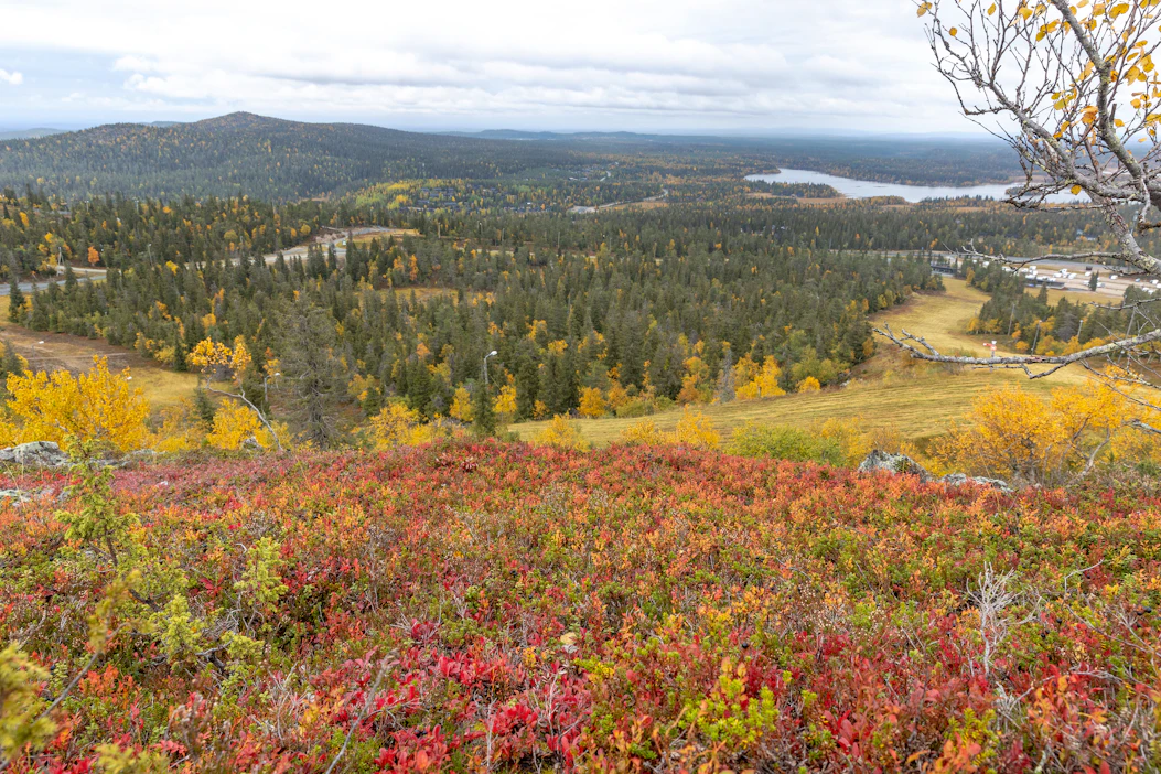 Ruskavahti ennusti, että paras ruska Kuusamossa olisi juuri nyt, syyskuun lopussa. Kuva on otettu syyskuun 14. päivänä.