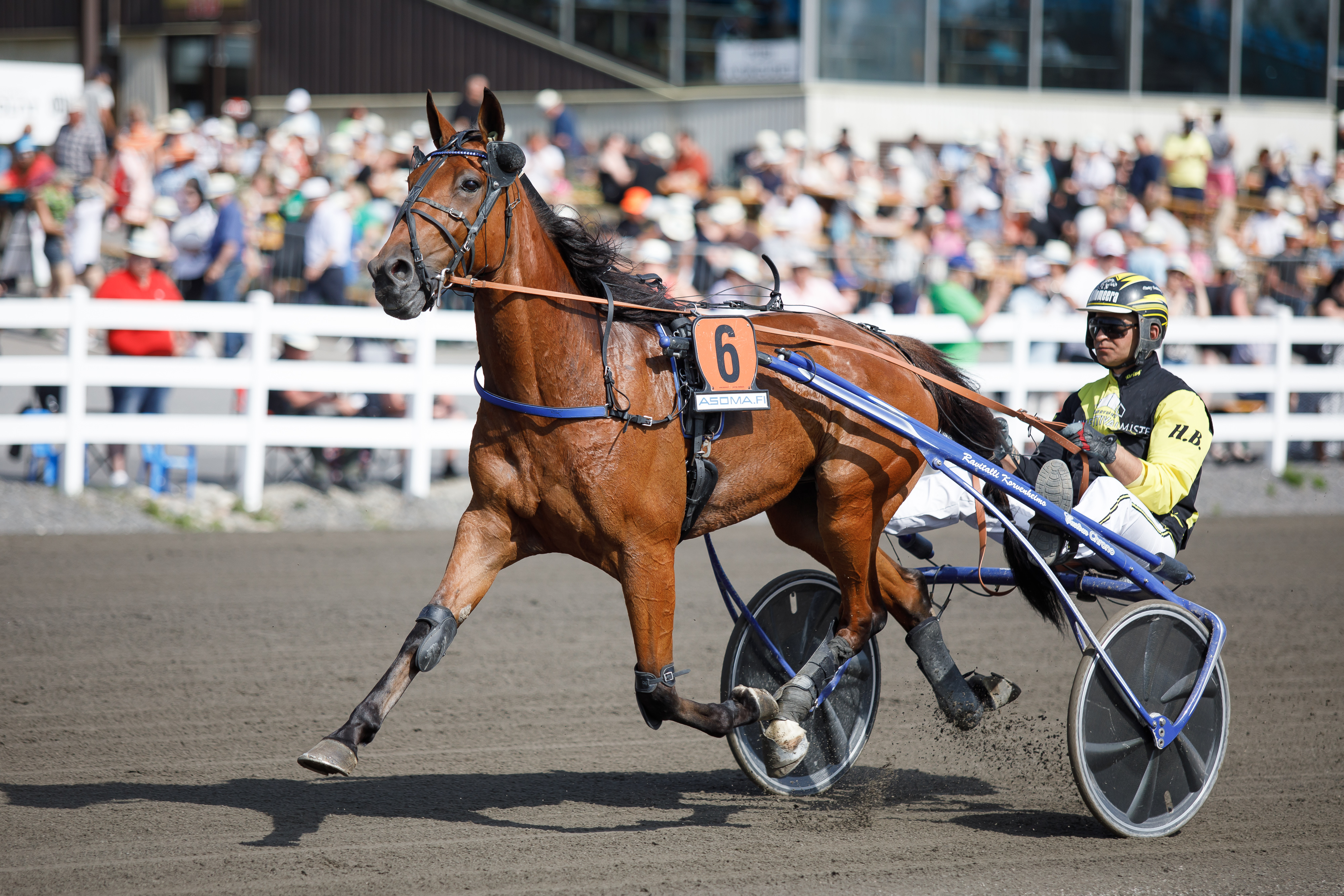 Henri Bollströmin ohjastama Kyle Web on vihjerivin varma.
