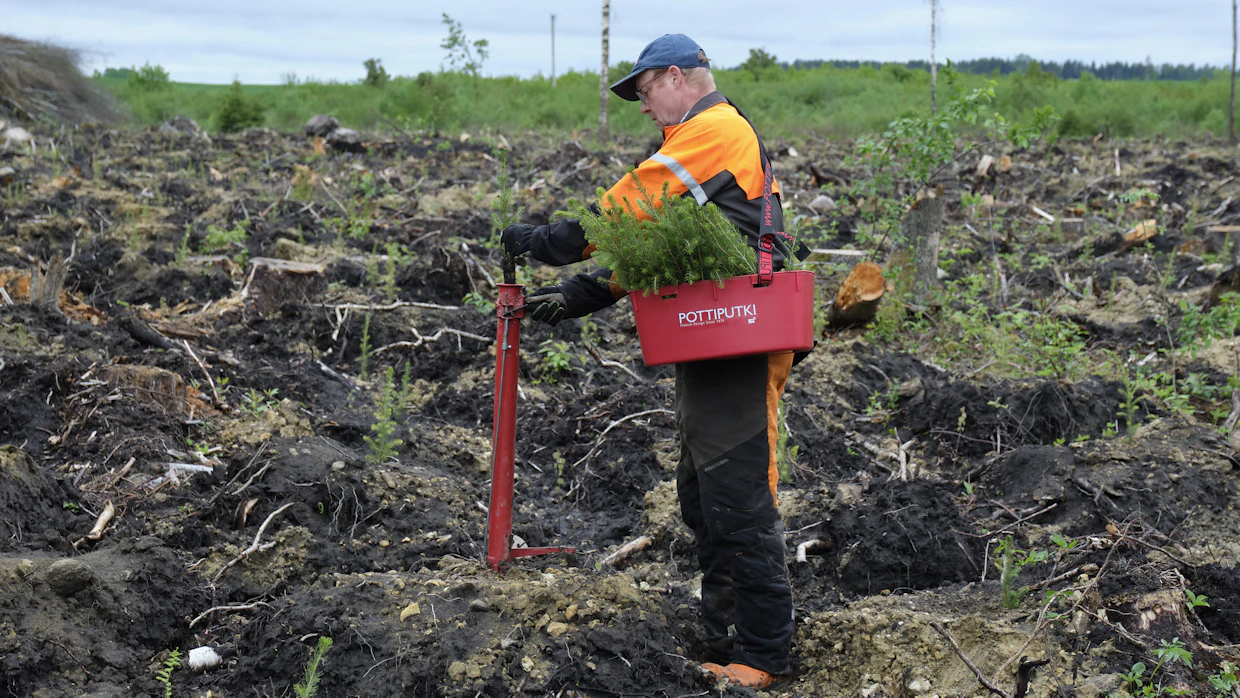 Viroilaiset metsät ovat myös ulkomaalaisomisteisia. Suomalainen Tornator on suurin Viron yksityinen metsänomistaja. MT tapasi vuonna 2019 suomalaisen Esa Rikkisen (kuvassa), joka osti metsänsä Virosta. Viroon houkutteli muun muassa metsien hintataso.