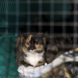 Osa Suomeen laittomasti tuoduista pennuista jouduttiin lopettamaan. Kuvan kissanpentu ei liity tapaukseen.