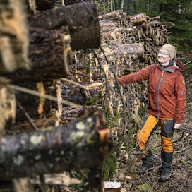 Energiapuun hyvä hinta houkutteli hakkuisiin tasaisäisessä  männikössä. Haastetta työhön toi yritys siirtää metsä jatkuvalle kasvatukselle, kertoo metsänomistaja Marika Hänninen.