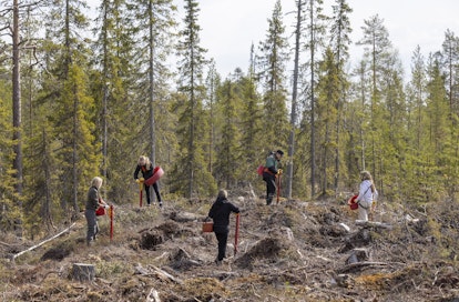 EU:n uusi asetus parantaa metsänviljelyyn käytettävien taimien ja siemenen laatua.