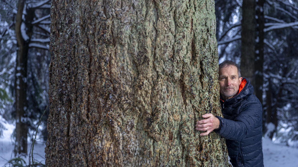 Douglaskuuset kasvavat suuriksi myös Suomessa. Kuvassa Jukka Reinikainen esittelee moista jättiä Elimäen Arboretumissa.