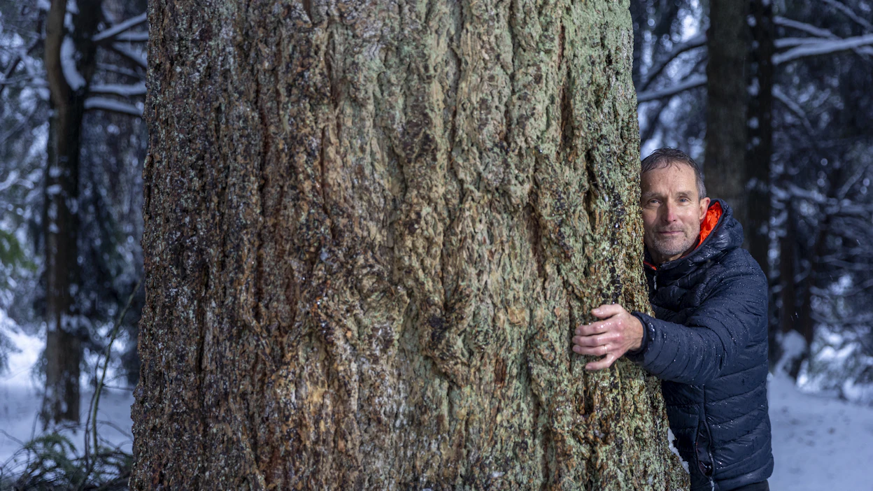 Mustilan arboretumin yli satavuotiaat douglaskuuset ovat jo noin 43-metrisiä. ”Aika möykkyjä”, ihastelee toiminnanjohtaja Jukka Reinikainen.