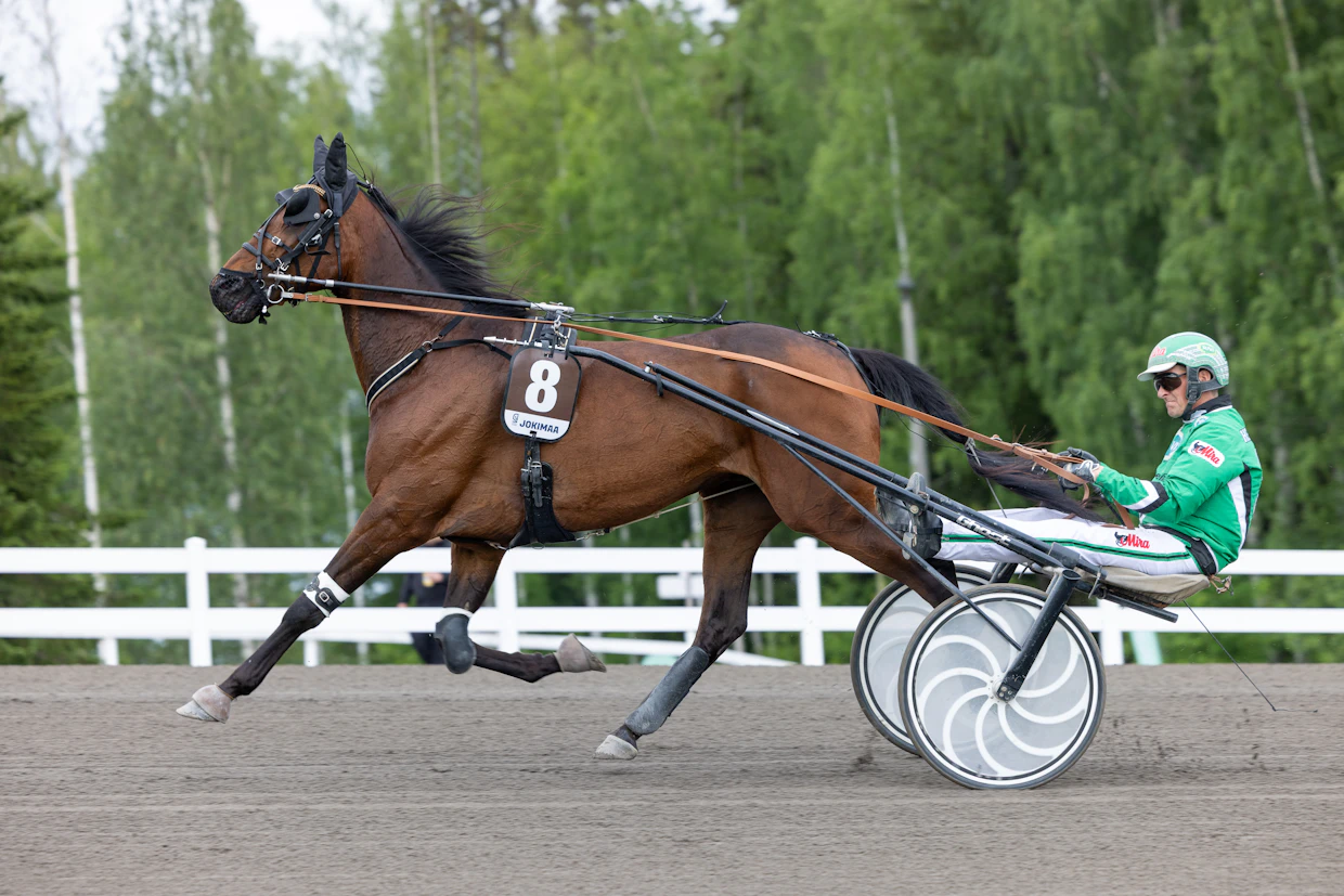 Kuvassa Ari Moilasen ohjastama Brad Orden on kilpaillut Okko Mikkosen tallista viidesti. Maanantaina Loviisassa ruunan ohjissa nähdään viime startit ohjastanut Jarmo Saarela.