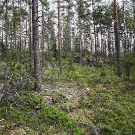 Suojelualuiden kasvattaminen, hiilinielujen lisääminen ja kestävä metsätalous ovat kaikki tarpeen Suomen metsissä.