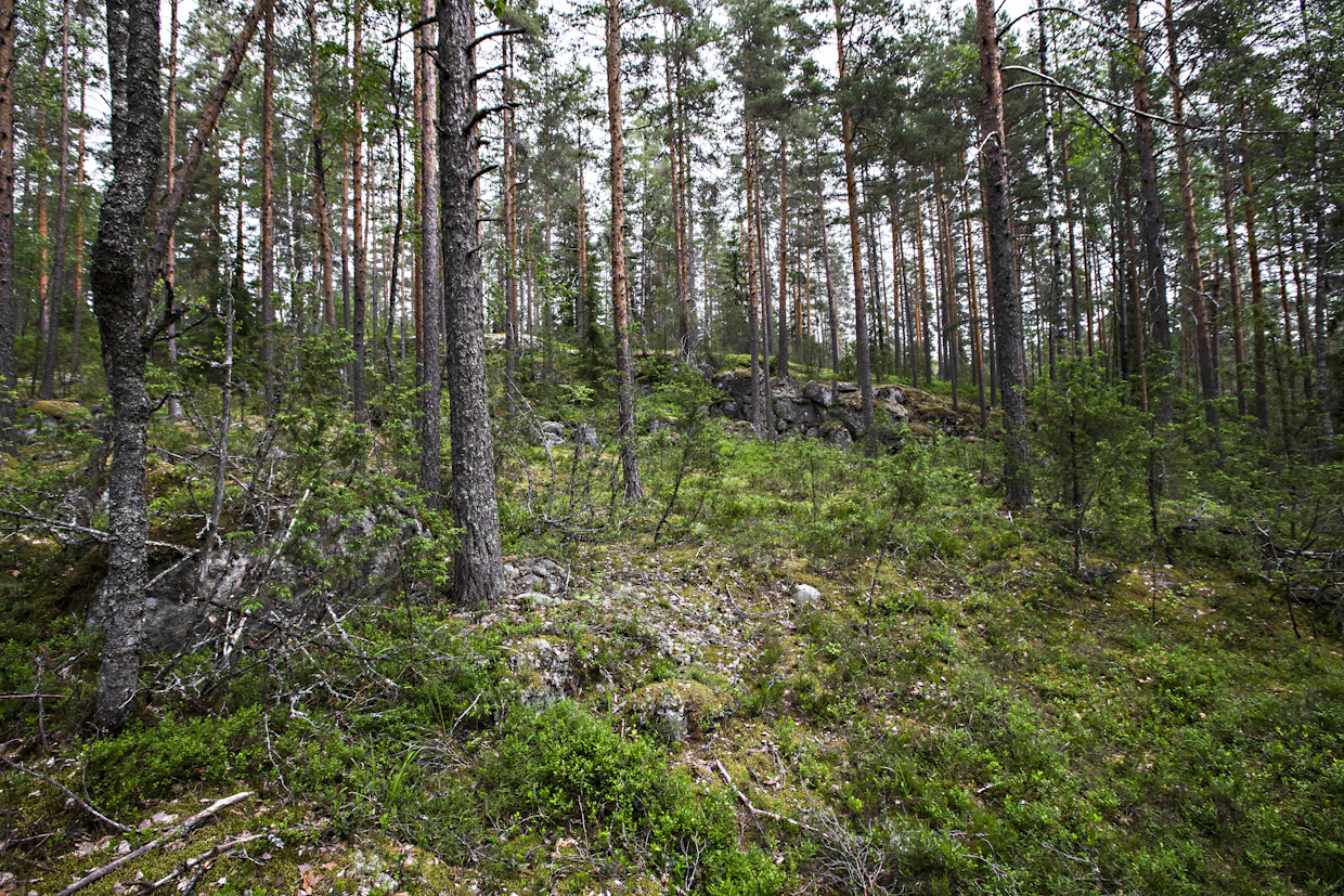 Monet eläkeläiset ovat luopuneet aktiivisesta metsätalouden harjoittamisesta.