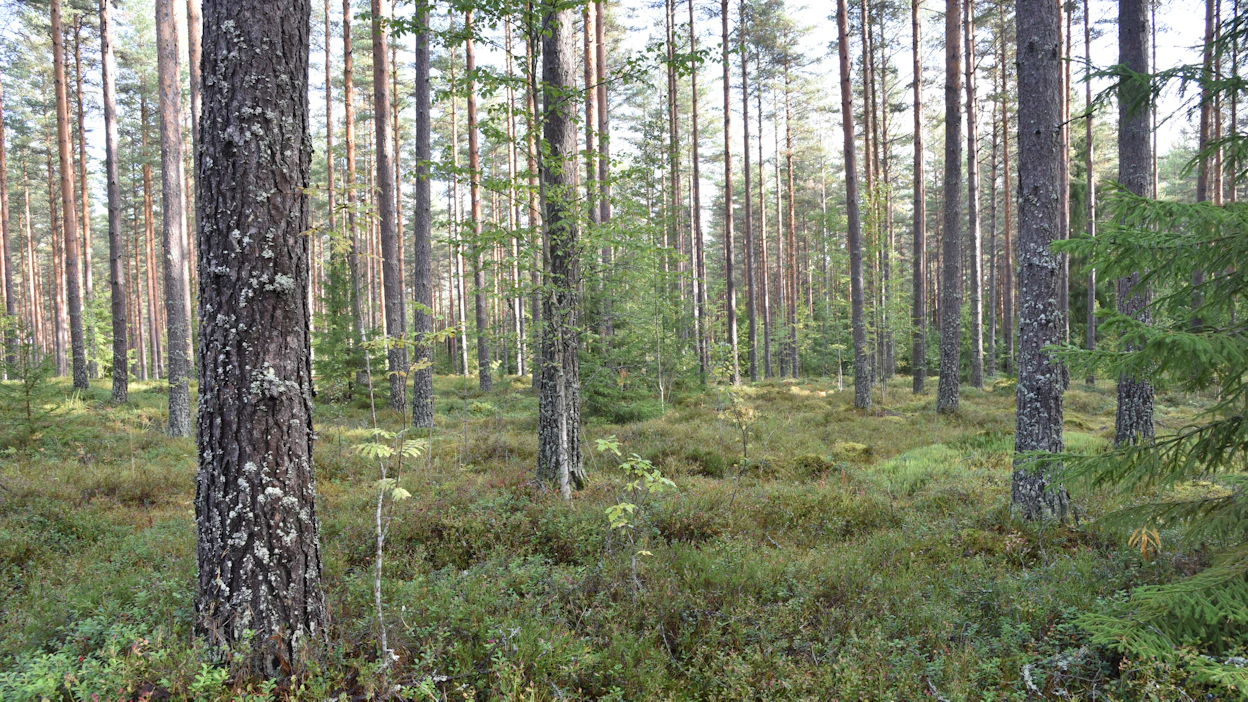 Ryhmä etsii metsäpoliittisissa kysymyksissä yhteisiä kantoja kestävän metsien hoidon ja käytön mukaisesti.