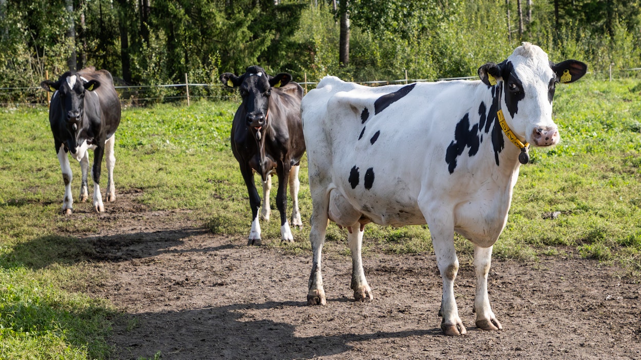 Pro Agrian tuotosseurantaa kuuluvien karjojen valtarotu on holstein.