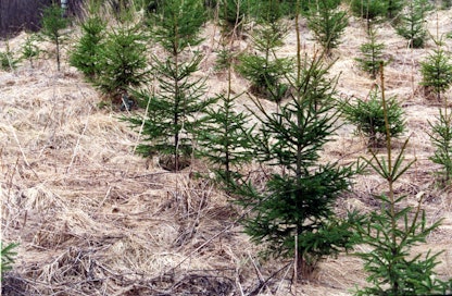 Puuni oy on tuottanut hiilinieluja muun muassa joutopeltoja metsittämällä. Yritys on luvannut pitää puun sitoman hiilen ainakin sadan vuoden ajan.