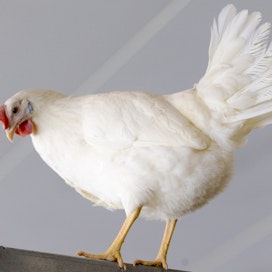 Suomessa lintuinfluenssaa on todettu luonnonvaraisissa linnuissa ja turkistarhoilla mutta ei tuotantosiipikarjassa. 