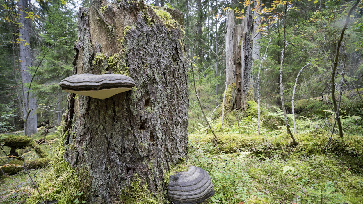 Noin neljännes metsälajeista on riippuvaisia lahopuusta. Puute lahopuusta on suurimpia ongelmia monimuotoisuuden kannalta.