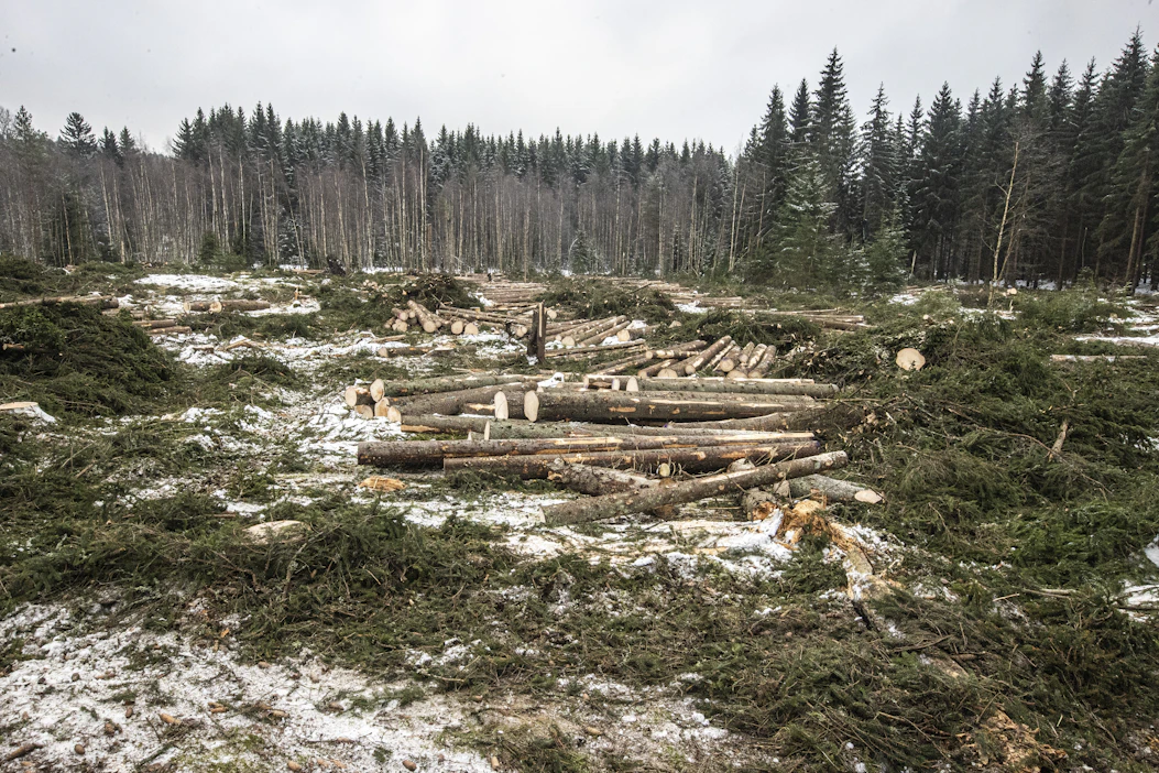 Pefc-sertifioinnin päivitys pienentää metsänomistajien hakkuutuloja, mutta lisää vastaavasti luonnon monimuotoisuutta.