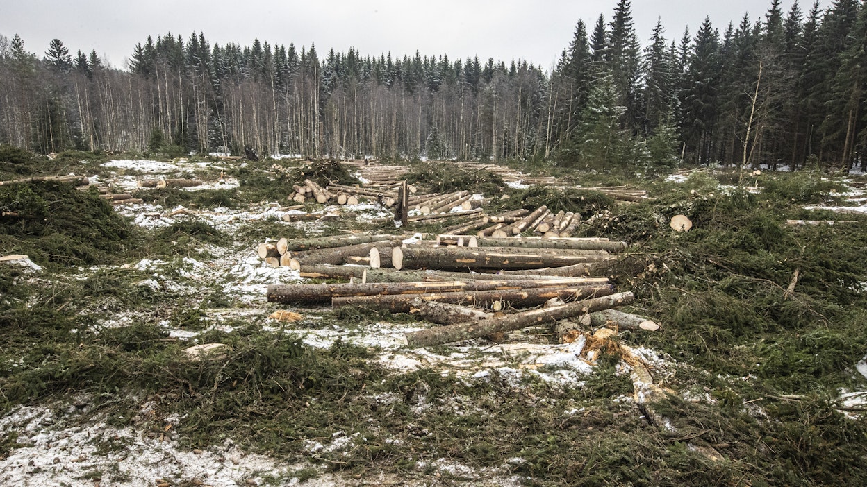 Pefc-sertifioinnin päivitys pienentää metsänomistajien hakkuutuloja, mutta lisää vastaavasti luonnon monimuotoisuutta.