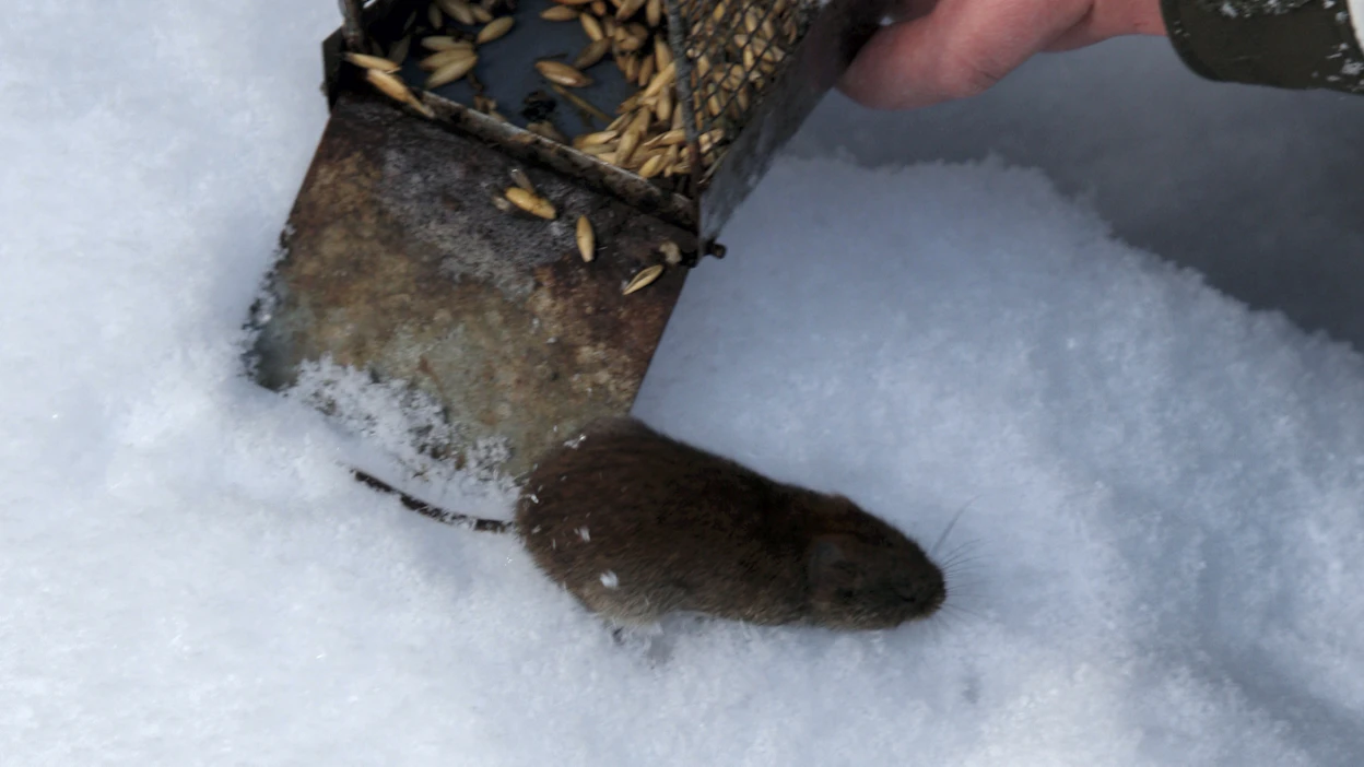 Jos myyriä pääsee sisälle taloon, ne kannattaa loukuttaa, jotta asukkaat välttyvät myyräkuumeelta.