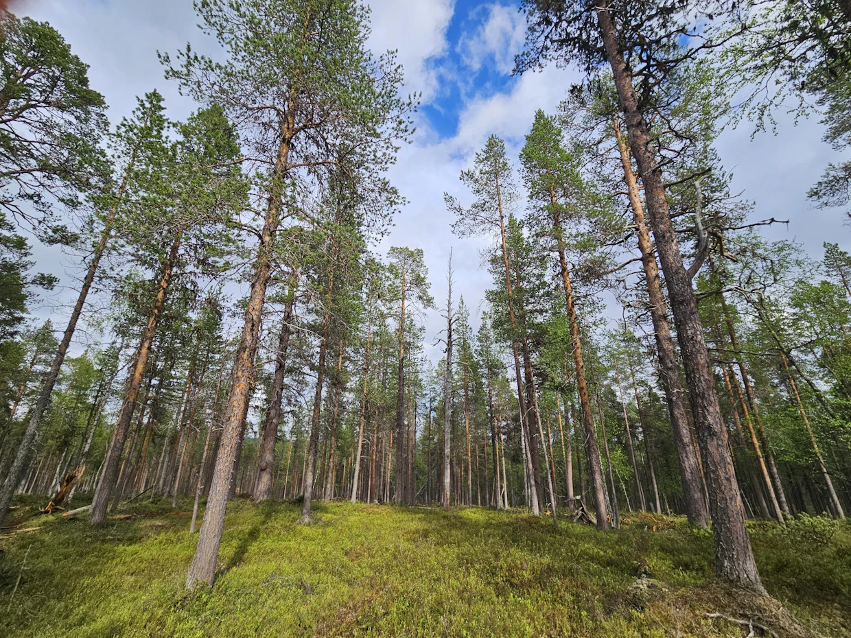 Inarin yhteismetsän Hammastunturin kupeessa sijaitseva hakkuualue näytti harvennuksen jälkeen tältä.