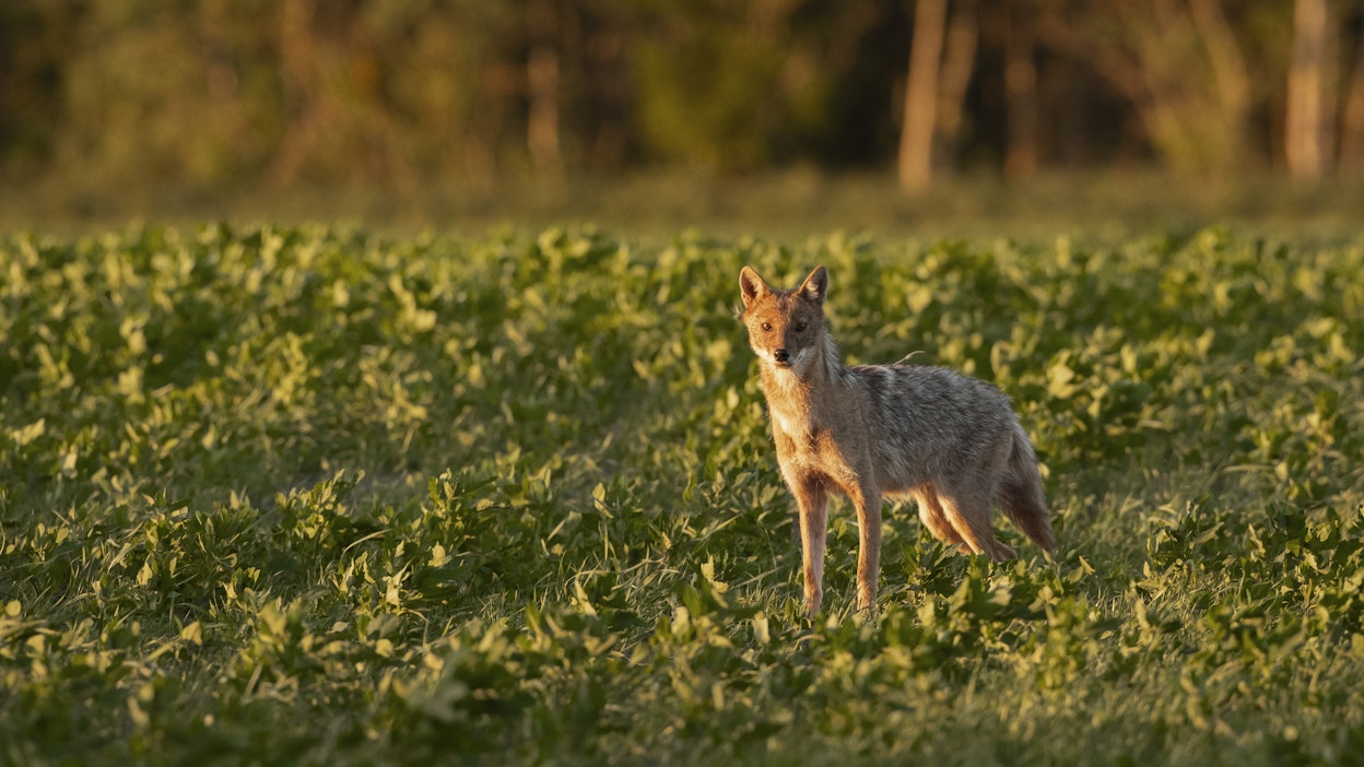 Suomen Uusi Koirael in Kultasakaali On Sosiaalinen Ulvahtelija suomen-uusi-koirael-in-kultasakaali-on-sosiaalinen-ulvahtelija