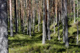 Tärkeimmät metsätiedot ovat nyt vertailukelpoisia muiden EU-maiden kanssa.