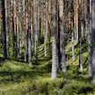 Tärkeimmät metsätiedot ovat nyt vertailukelpoisia muiden EU-maiden kanssa.