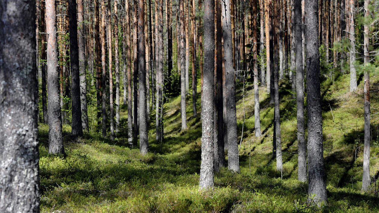 Vuoden alussa voimaan tuleva metsävähennyksen korotus on metsänomistajalle merkittävä veroetu.