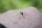 Metsähallitus kehottaa jättämään höyrystyvät hyönteismyrkyt kotiin.
