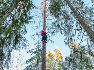 Metsäaktivistit yrittävät estää Lapinjärven hakkuita ripustamalla puihin köysiä ja bannereita.