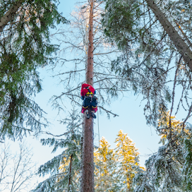 Metsäaktivistit yrittävät estää Lapinjärven hakkuita ripustamalla puihin köysiä ja bannereita.