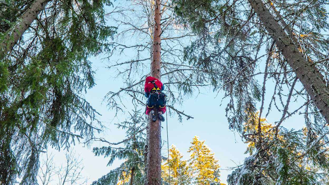 Metsäaktivistit yrittävät estää Lapinjärven hakkuita ripustamalla puihin köysiä ja bannereita.