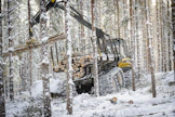 Mäntykuitupuun keskikantohinta on kohonnut vuodessa yli 30 prosenttia.
