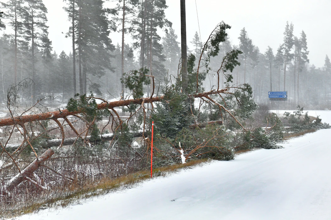 Hannes-myrskyn kaatamia puita maanantaina Uudenkaupungin ja Lokalahden väliltä.