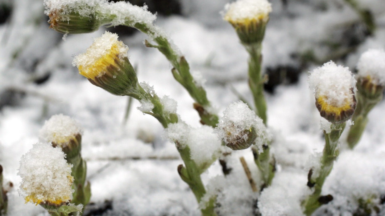 Leskenlehdet saivat lunta niskaansa.