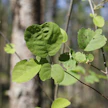 Isotuomipihlajaa harkittiin haitallisten vieraslajien kansalliseen luetteloon mutta lopulta sitä ei sinne lisätty. Myynti kuitenkin romahti.