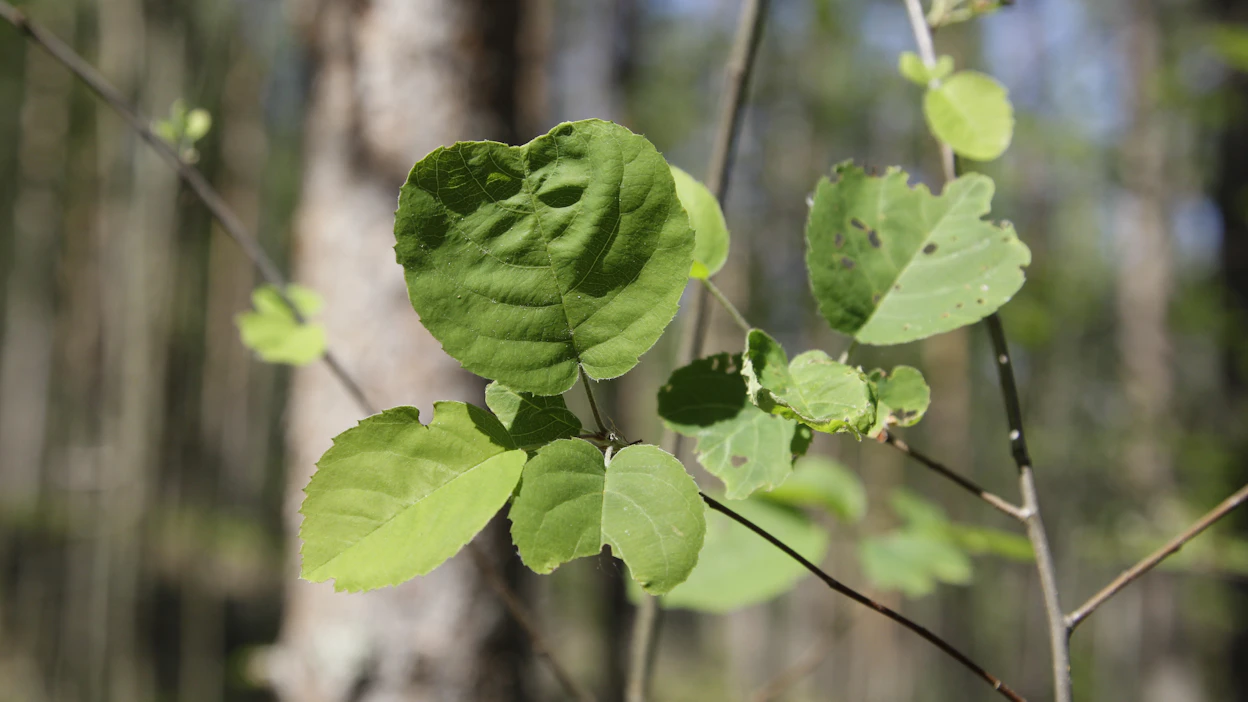 Isotuomipihlajaa harkittiin haitallisten vieraslajien kansalliseen luetteloon mutta lopulta sitä ei sinne lisätty. Myynti kuitenkin romahti.