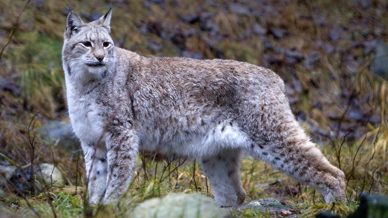 Ilves on runsastunut Suomessa viime vuosina ja tällä hetkellä kannan koko on noin 2 500 yksilöä.