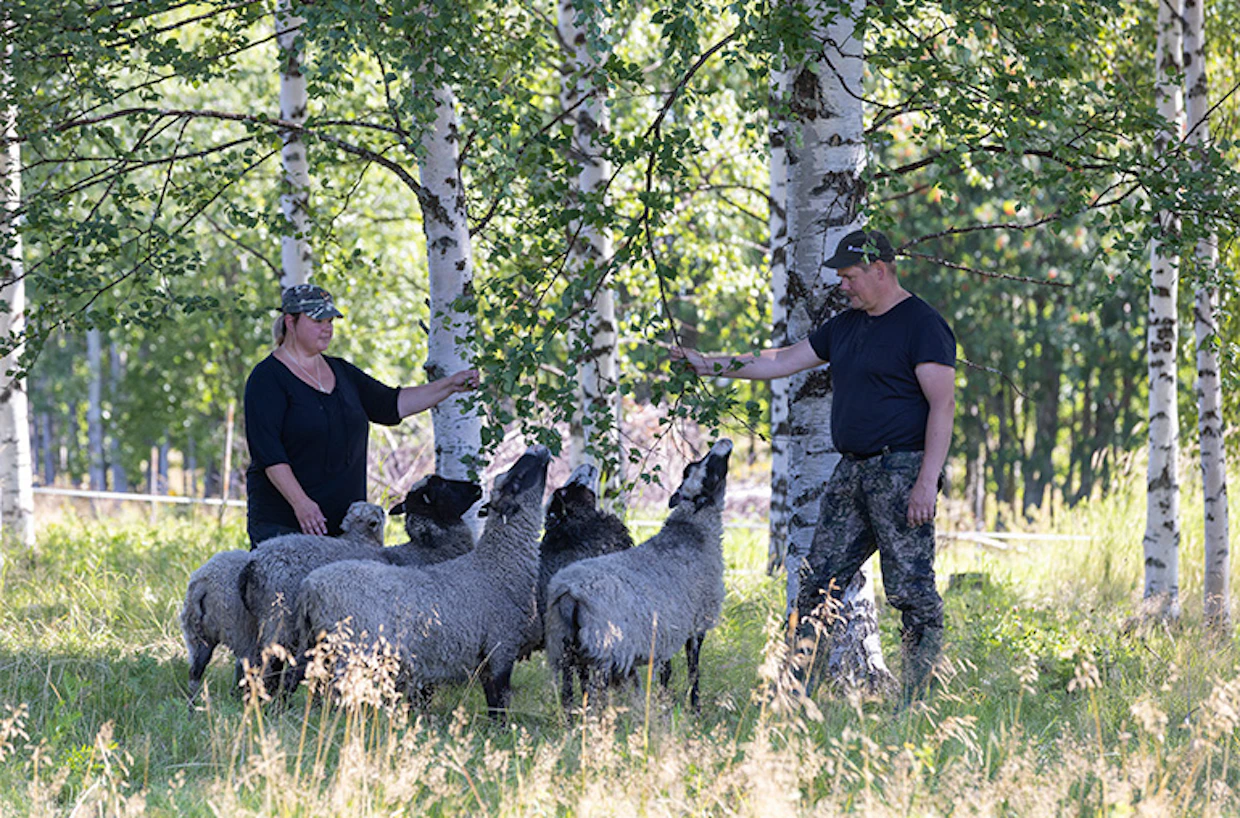 Metsien mukana Hauhiat ostivat vanhoja peltoja ja niittyjä, joista he huolehtivat nyt kainuunharmasten kanssa. ”Perinnemaisemien hoito on työlästä mutta palkitsevaa.”