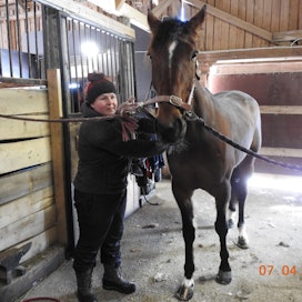 Tiia-Mari Myllykangas hieroo sekä omat valmennettavat että myös asiakkaiden hevosia. Kuvassa Tiia-Marin omakasvattama Tima’s Miracle.