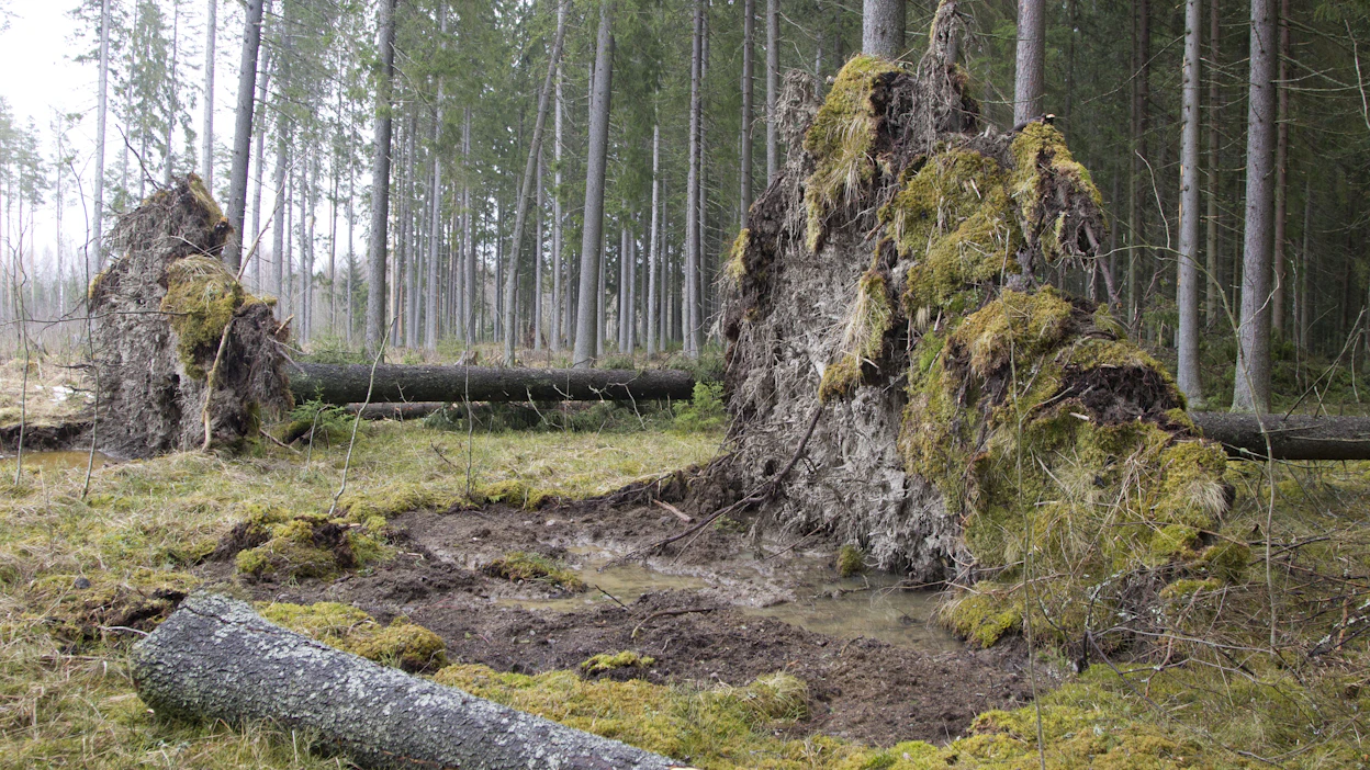 Kova tuuli kaataa helposti varsinkin aukon reunassa olevia kuusia, joissa on ehkä jo ennestään tuholaisvaurioitakin.