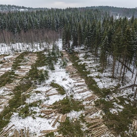 Metsäkatoa vai ei? Puunkorjuuta joulukuussa 2022 Kirkkonummella. Puutavaratuotteet  ja -jalosteet ovat mukana EU:n asetuksen mukaisissa arvioinneissa.