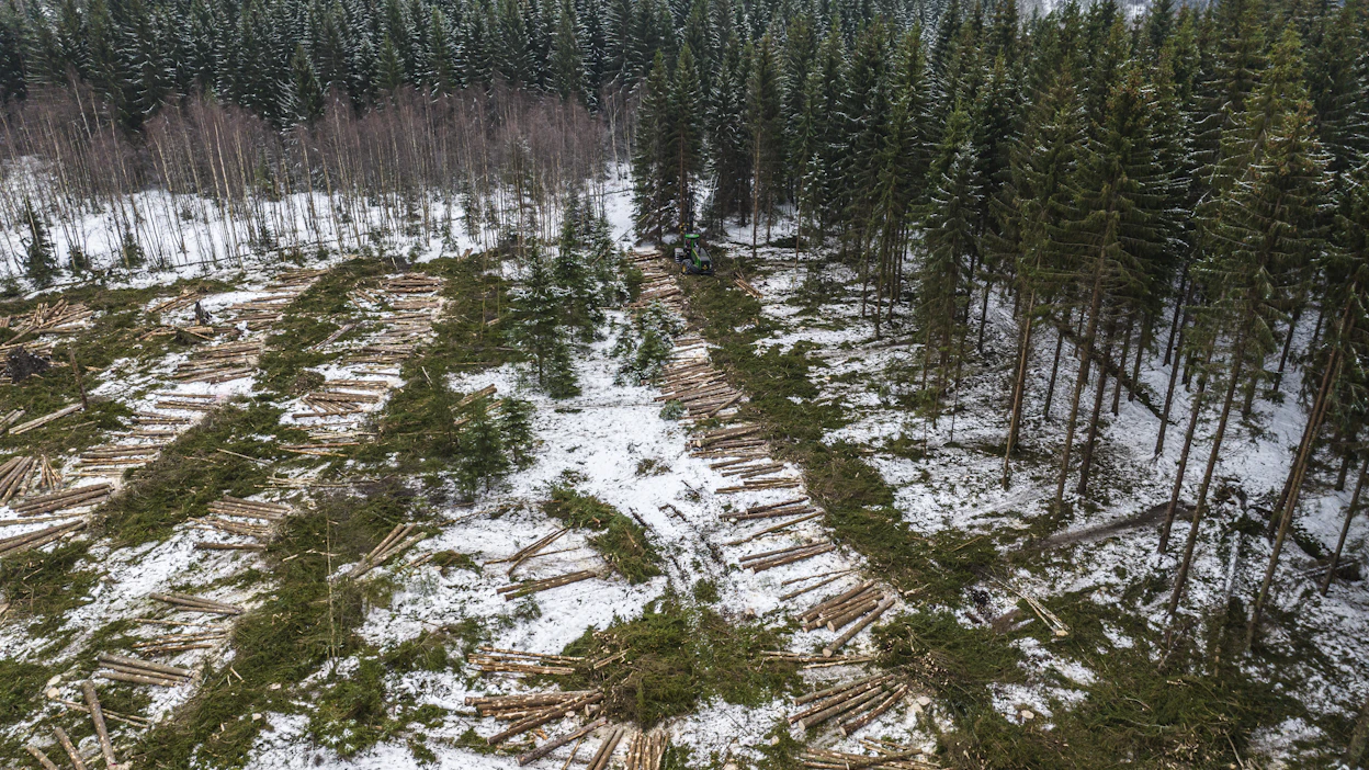 Metsäkatoa vai ei? Puunkorjuuta joulukuussa 2022 Kirkkonummella. Puutavaratuotteet ja -jalosteet ovat mukana EU:n asetuksen mukaisissa arvioinneissa.