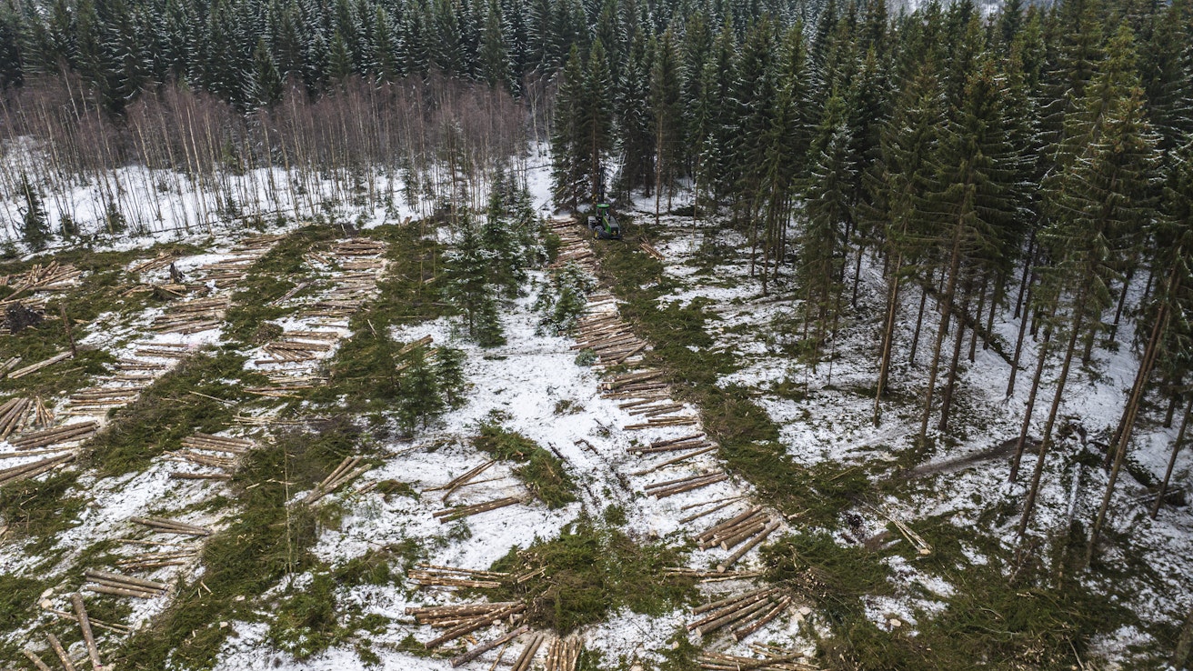 Metsäkatoa vai ei? Puunkorjuuta joulukuussa 2022 Kirkkonummella. Puutavaratuotteet  ja -jalosteet ovat mukana EU:n asetuksen mukaisissa arvioinneissa.
