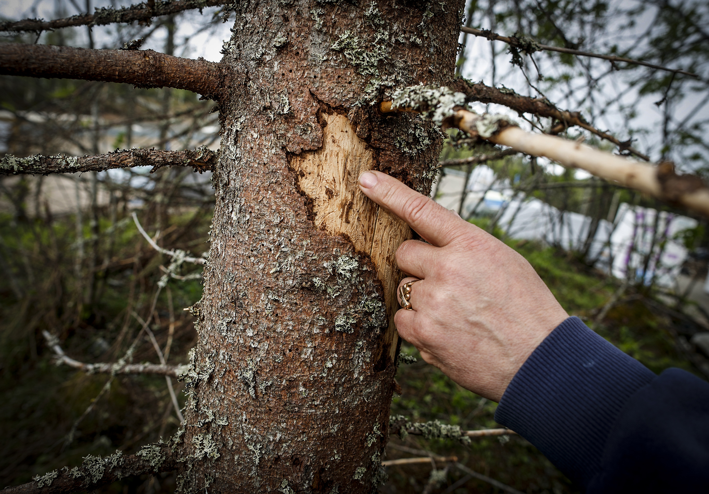 Kuusentähtikirjaajat tekevät tuhojaan Tahkolla.